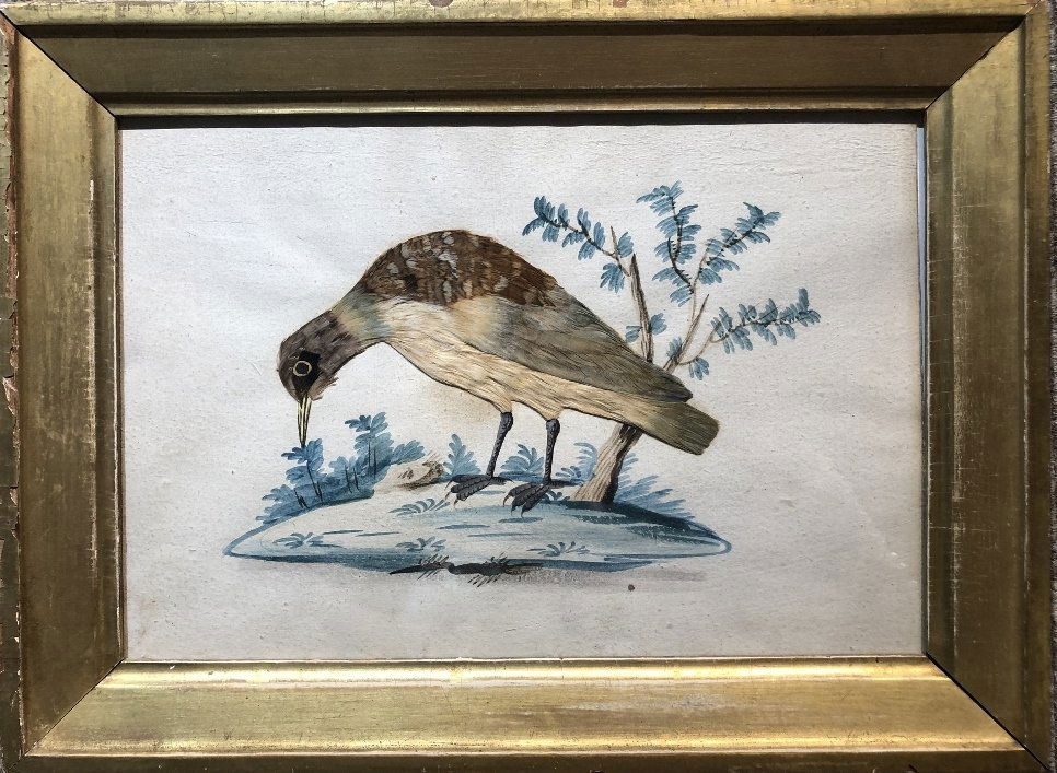 19thc folk art bird watercolor, feathers (1 of 6)