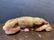 Five pieces of Chinese hardstone carving - 18