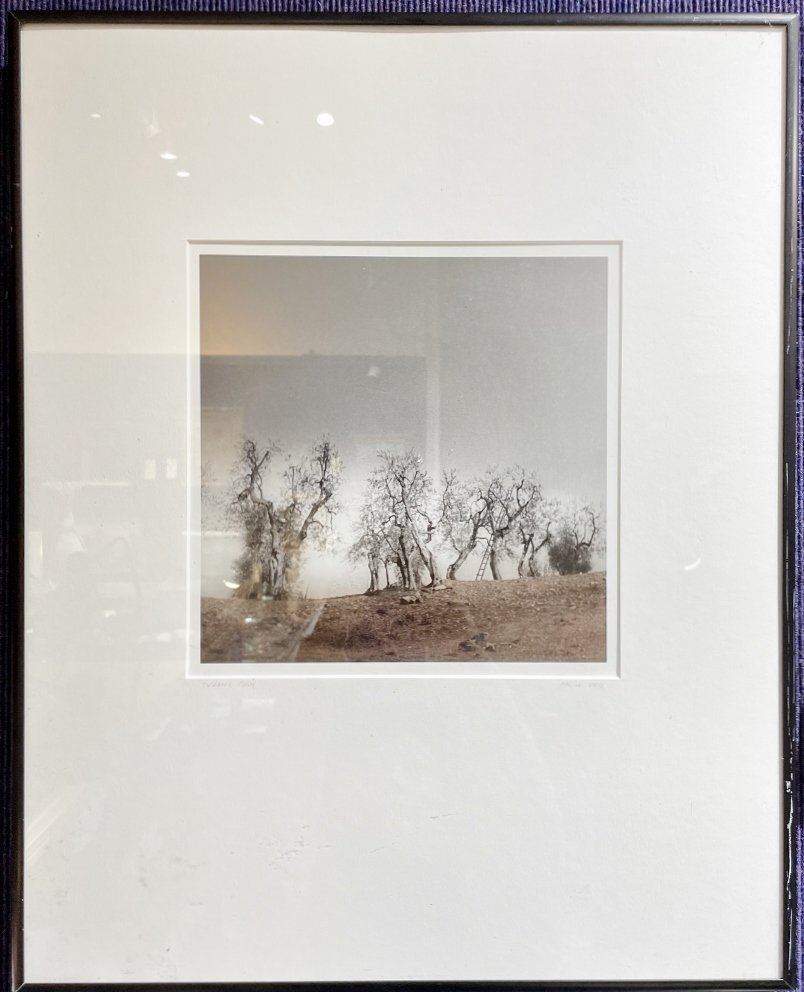 Photo of trees by Michael Magill, c2000 (1 of 7)