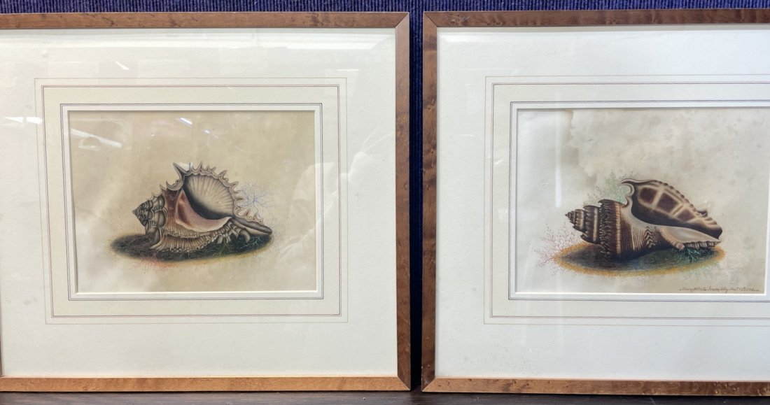 Pair of watercolors of shells by Mary Steele, 1834 (1 of 12)
