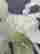 item-131057958=5