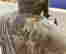 item-131058018=9