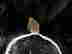 item-131884954=11
