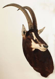 Sable Bull Shoulder Mount: Horns Measure 26" Jonas Brothers Taxidermy Mount.