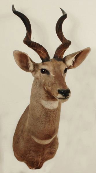 Lesser Kudu Shoulder Mount: Horns Measure 20" Tall Jonas Brothers Taxidermy Mount.
