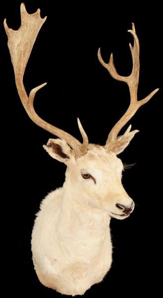 Fallow Deer Shoulder Mount Jonas Brothers: Fallow Deer Shoulder Mount Jonas Brothers