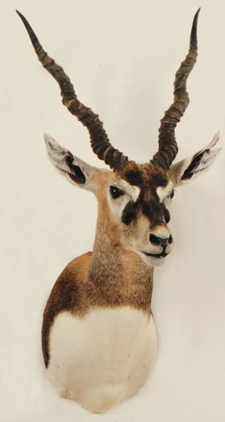 Black Buck Shoulder Mount: Horns Measure 15" with 3 Turns