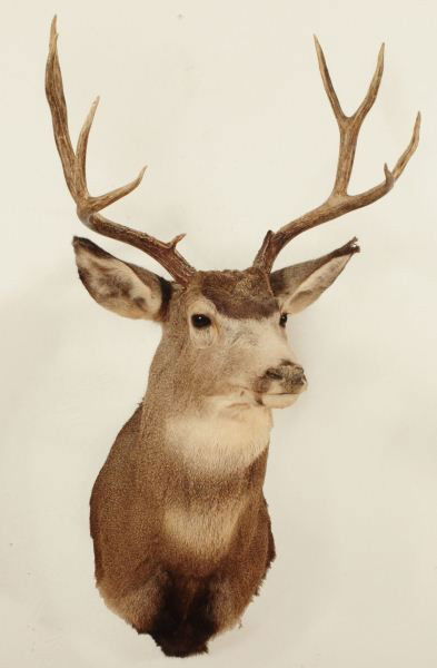 Mule Deer Shoulder Mount: Mule Deer Shoulder Mount, Horns Measure 24" Spread with 10 Points