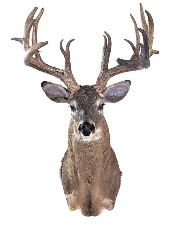 Whitetail Deer Taxidermy Shoulder Mount: Whitetail Deer Taxidermy Shoulder Mount