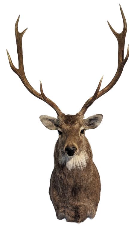 Red Stag Taxidermy Shoulder Mount: Greatest spread measures 24.75"