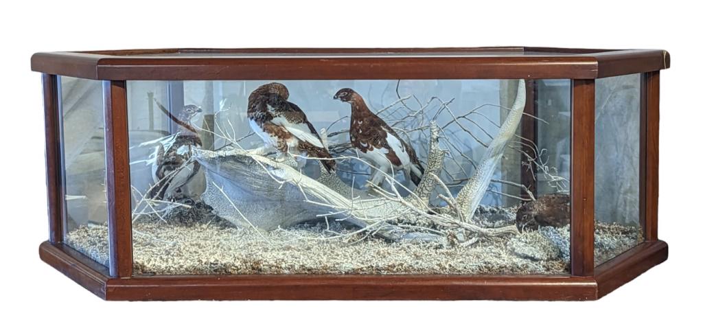 Grouse Taxidermy Oak & Glass Display: 19" X 33" x 56".
