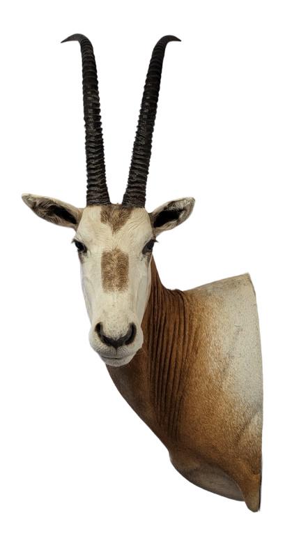 Scimitar Horned Oryx Taxidermy Shoulder Mount: Scimitar Horned Oryx Taxidermy Shoulder Mount