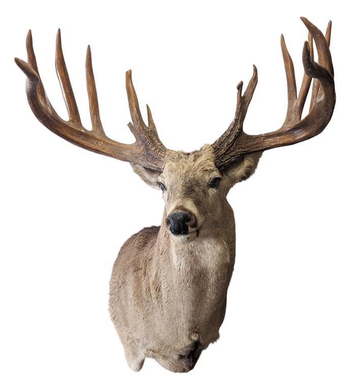 Whitetail Deer Taxidermy Mount: faux antlers