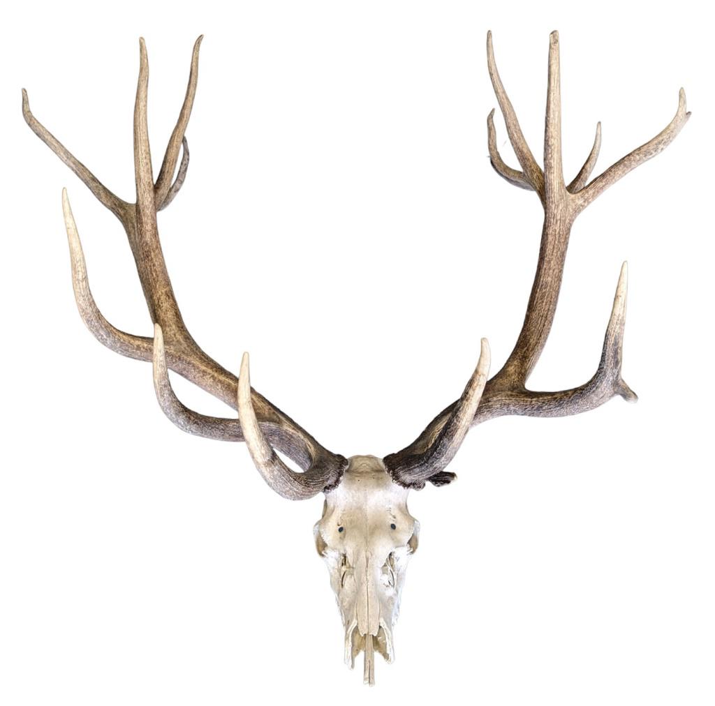 Huge Elk Skull 7x11 Antlers: 18 points 7 & 11 elk skull