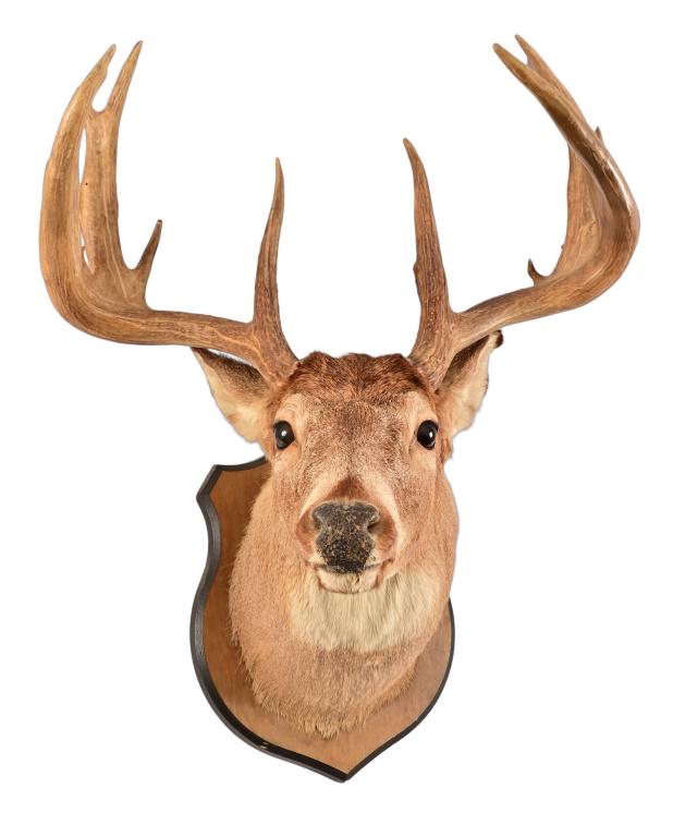 Whitetail Buck Taxidermy Neck Mount: 13 Point. Inside spread 12 1/2" Out side Spread 23".