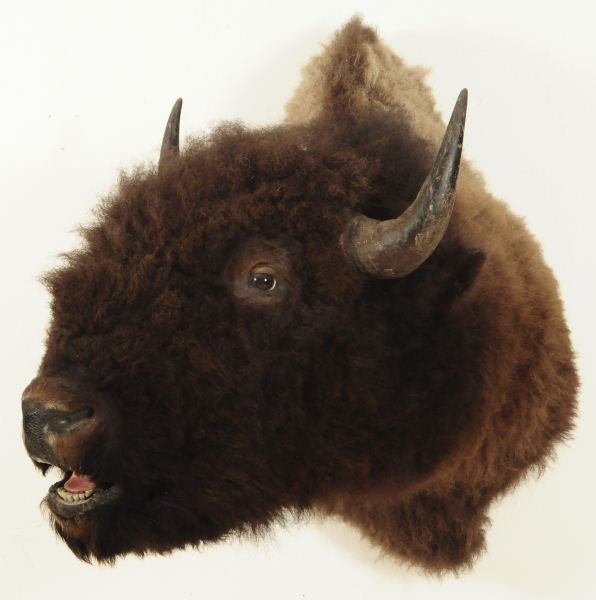 Buffalo Shoulder Mount
