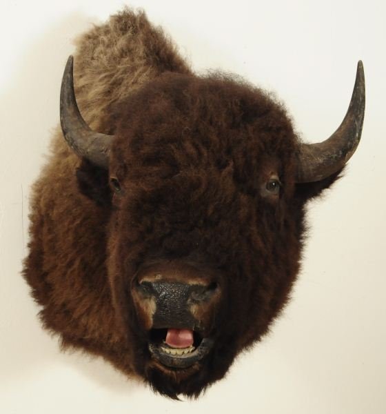Buffalo Shoulder Mount - 2