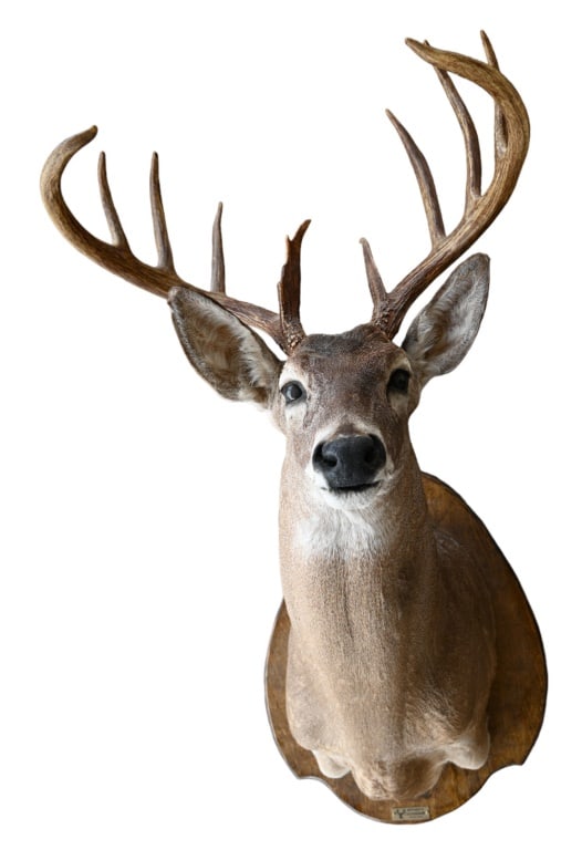Whitetail Deer Taxidermy Mount: 12IN Spread Binnion's Devine TX