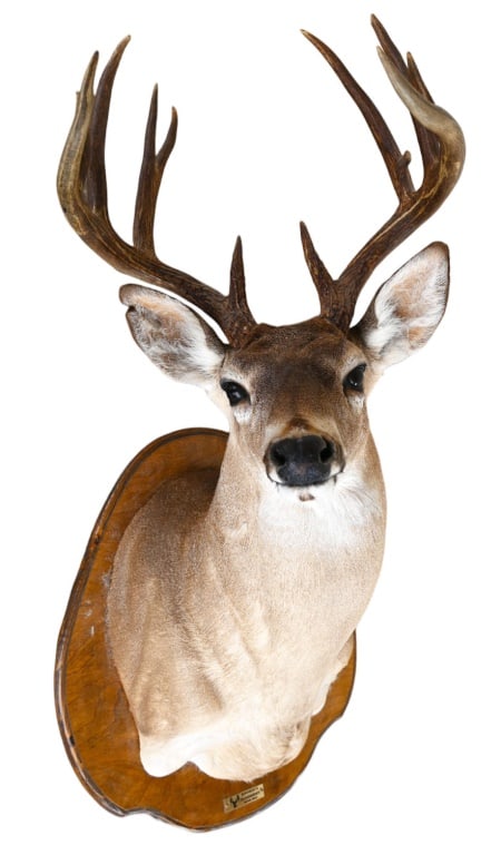 Whitetail Deer Taxidermy Shoulder Mount: 9 1/2 Binnion's Taxidermy Devine TX
