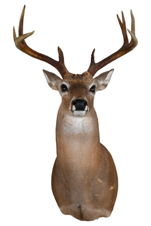 Whitetail Deer Taxidermy Mount: 14 1/2 Spread Binnion's Taxidermy Devine TX