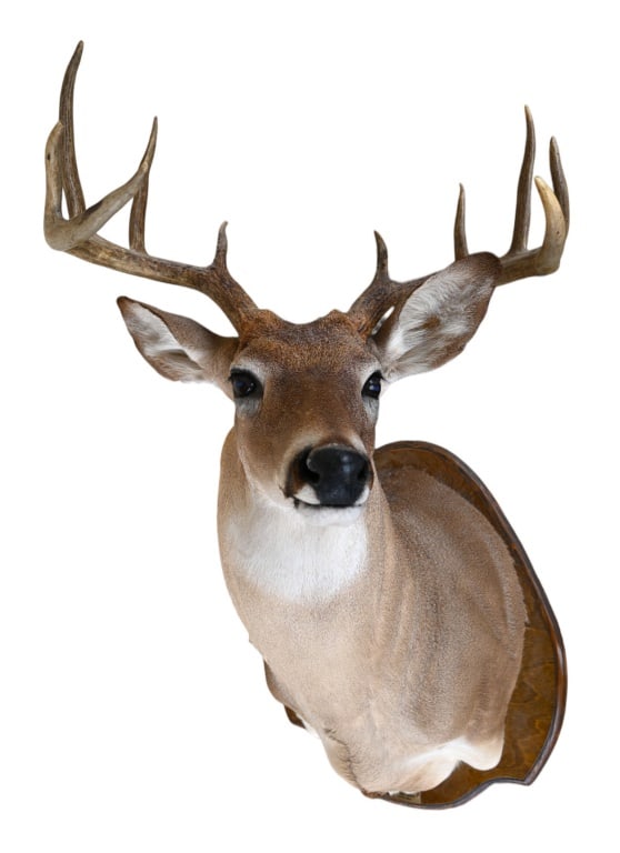 Whitetail Deer Taxidermy Mount: 12IN Spread Binnion's Taxidermy Devine TX