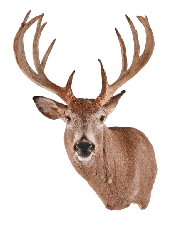 Trophy Whitetail Deer Taxidermy Shoulder Mount: 200+ Class. Outside spread 22.5" (13.25" inside). Taken from Wisconsin. Pick up recommended. Shipping will require crating & special handling & will likely be cost prohibitive. All shipping is at the 