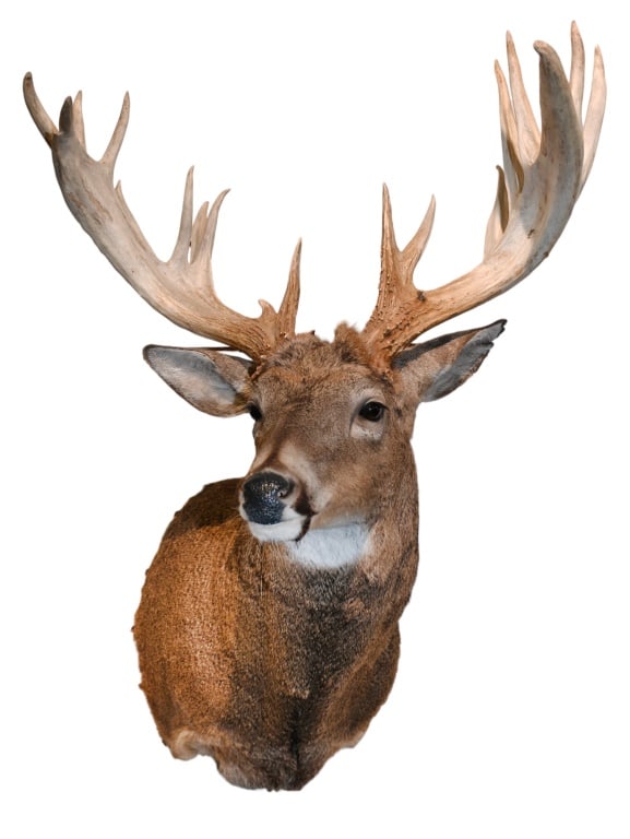 Trophy Whitetail Deer Taxidermy Shoulder Mount: 200+ Class. Outside spread 23.5" (inside 17.75"). Taken from Wisconsin. Pick up recommended. Shipping will require crating & special handling & will likely be cost prohibitive. All shipping is at the 