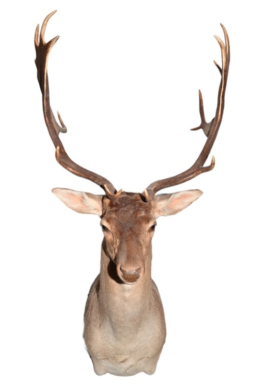 Chocolate Fallow Deer Taxidermy Shoulder Mount: Taken from exotic game ranch in Blanco, Texas. 22" L x 24" outside spread. Pick up recommended. Shipping will require crating & special handling & will likely be cost prohibitive. All shipping is at t