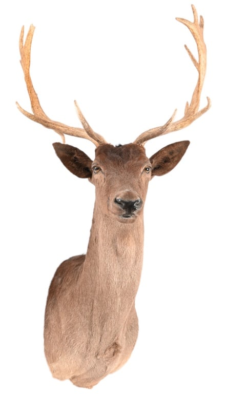 Chocolate Fallow Deer Shoulder Taxidermy Mount: Taken from exotic game ranch in Wimberley, Texas. 20" L x 24" outside span. Pick up recommended. Shipping will require crating & special handling & will likely be cost prohibitive. All shipping is at 
