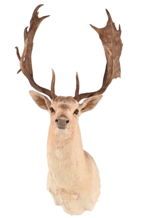 White Fallow Deer Taxidermy Shoulder Mount: Taken from exotic game ranch in Wimberley, Texas. 20" L x 27" outside span. Pick up recommended. Shipping will require crating & special handling & will likely be cost prohibitive. All shipping is at 