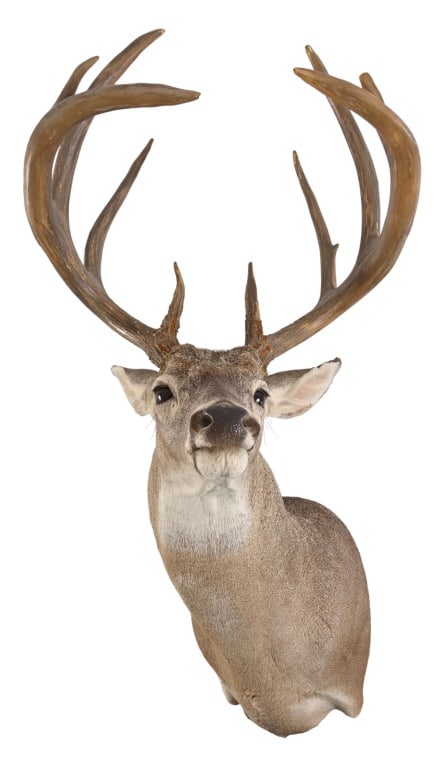 White Tail Deer Shoulder Taxidermy Mount: Faux antlers