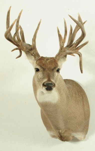 23 Point Whitetail Deer Mount: 17 12" spread. Synthetic Antlers