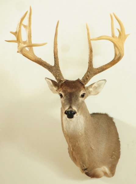 17 Point Whitetail Deer Mount: 21" Spread. Synthetic Antlers