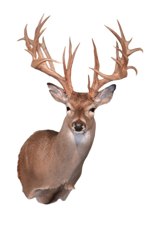 Whitetail Non-Typical Shoulder Taxidermy Mount: Whitetail Non-Typical Shoulder Taxidermy Mount
