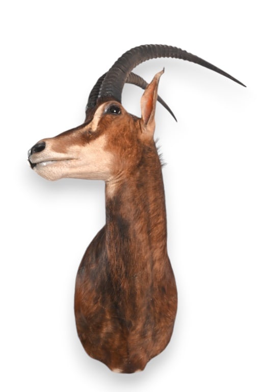 African Sable Taxidermy Shoulder Mount: Horns measure 30"