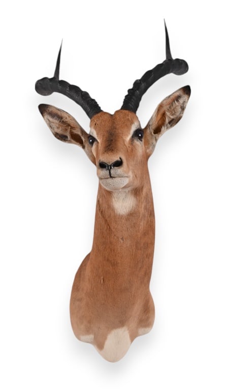 African Impala Taxidermy Shoulder Mount: Horns measures 18" in length