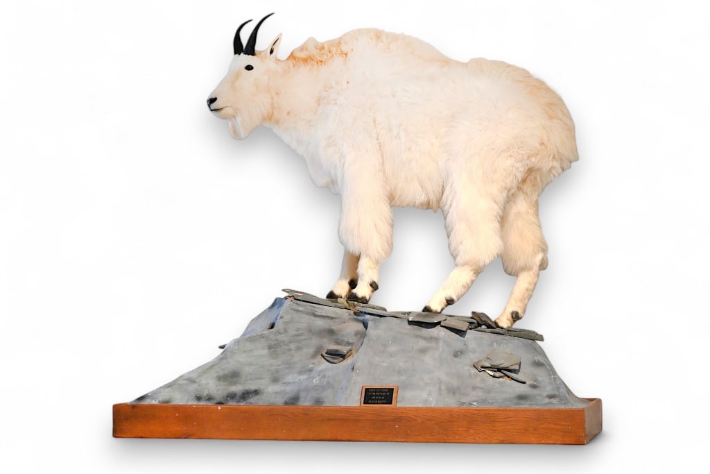 Mountain Goat Custom Full Taxidermy Mount: On custom mount base, with natural and faux rocks.