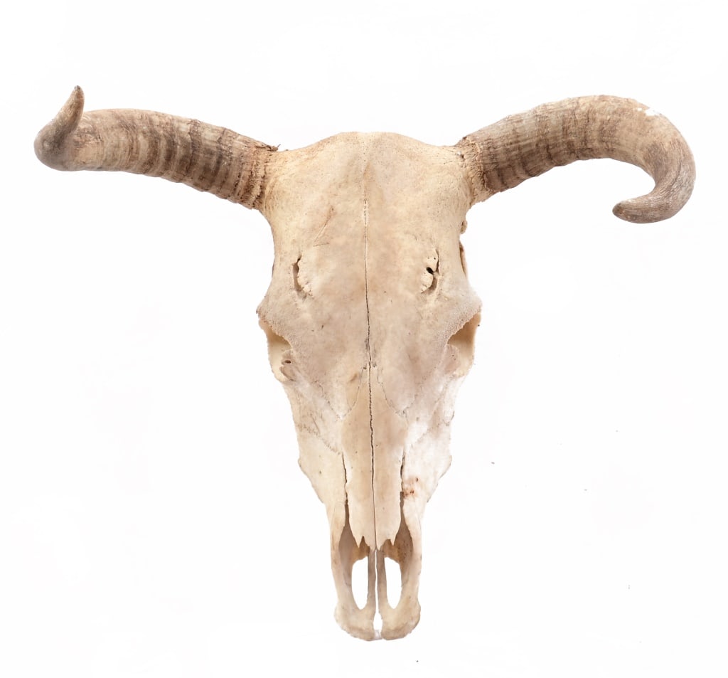 Cow Skull: Tip to Tip Approximately 18". Spread Approx.. 22"