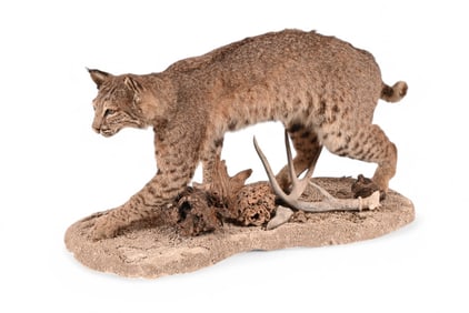 Bobcat Taxidermy Mount