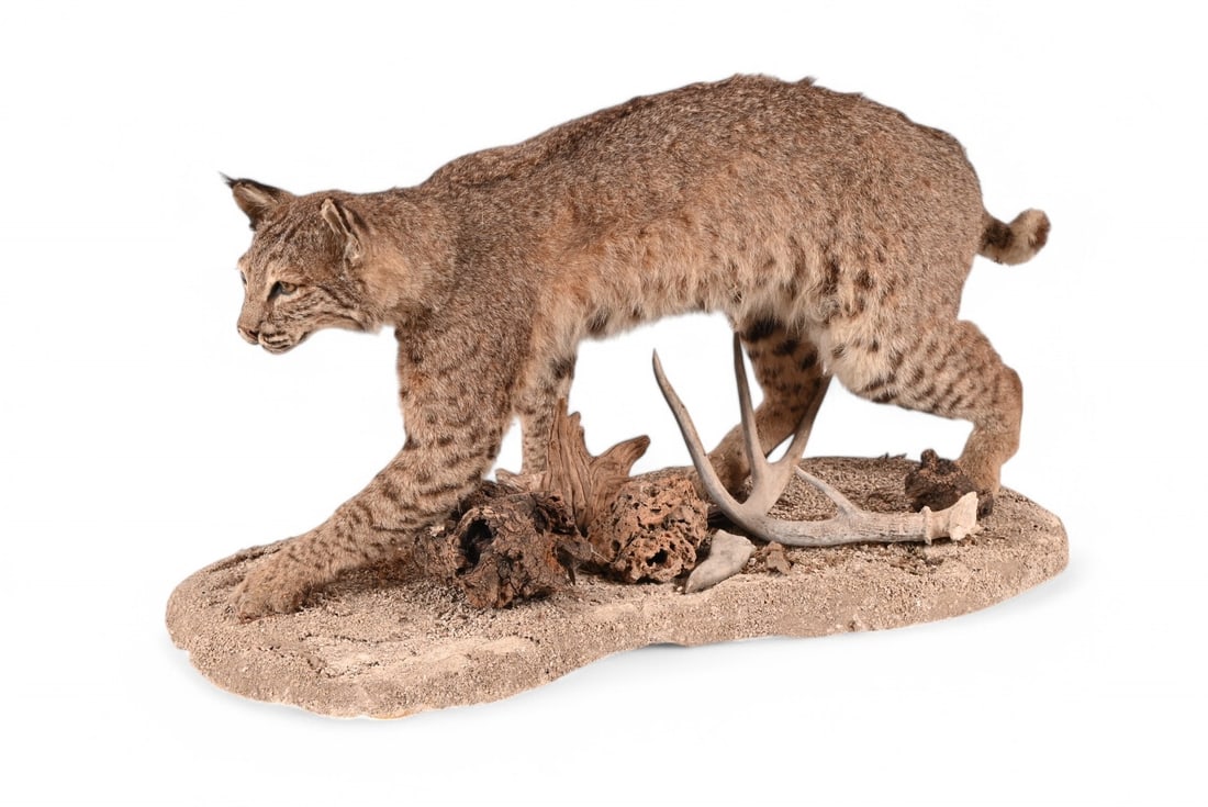 Bobcat Taxidermy Mount: Approx. 32" X 17" X 17 1/2"