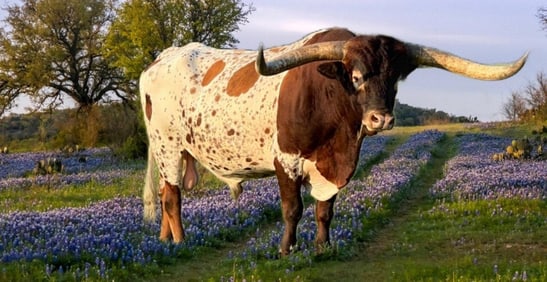 Texas Longhorn Bull Flying H Dusty Stryker
