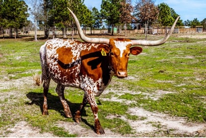 Texas Longhorn Cow Arrow