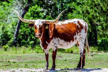 Texas Longhorn Cow Pecos Lady