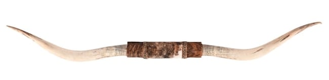 Texas Long Horn Mount