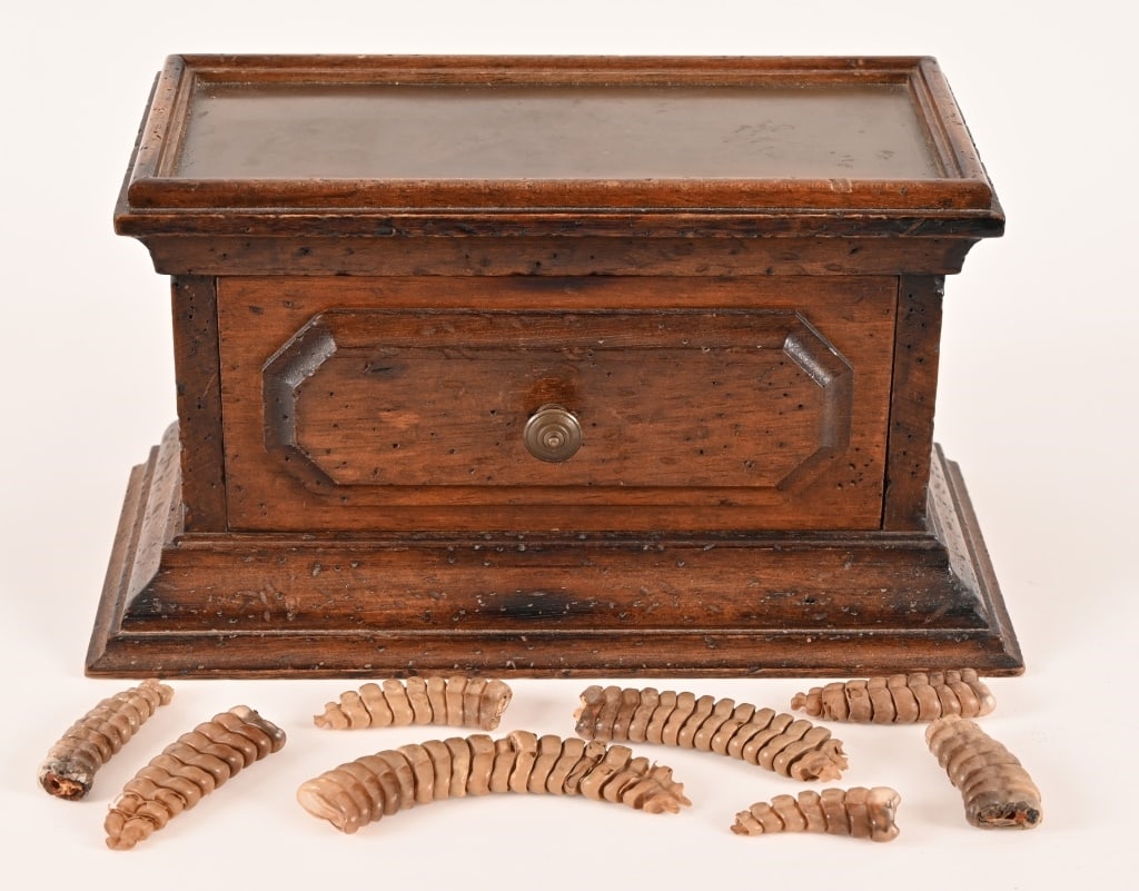Small Chest of Rattlesnake Rattles: Chest measures 10" x 5" x 5".