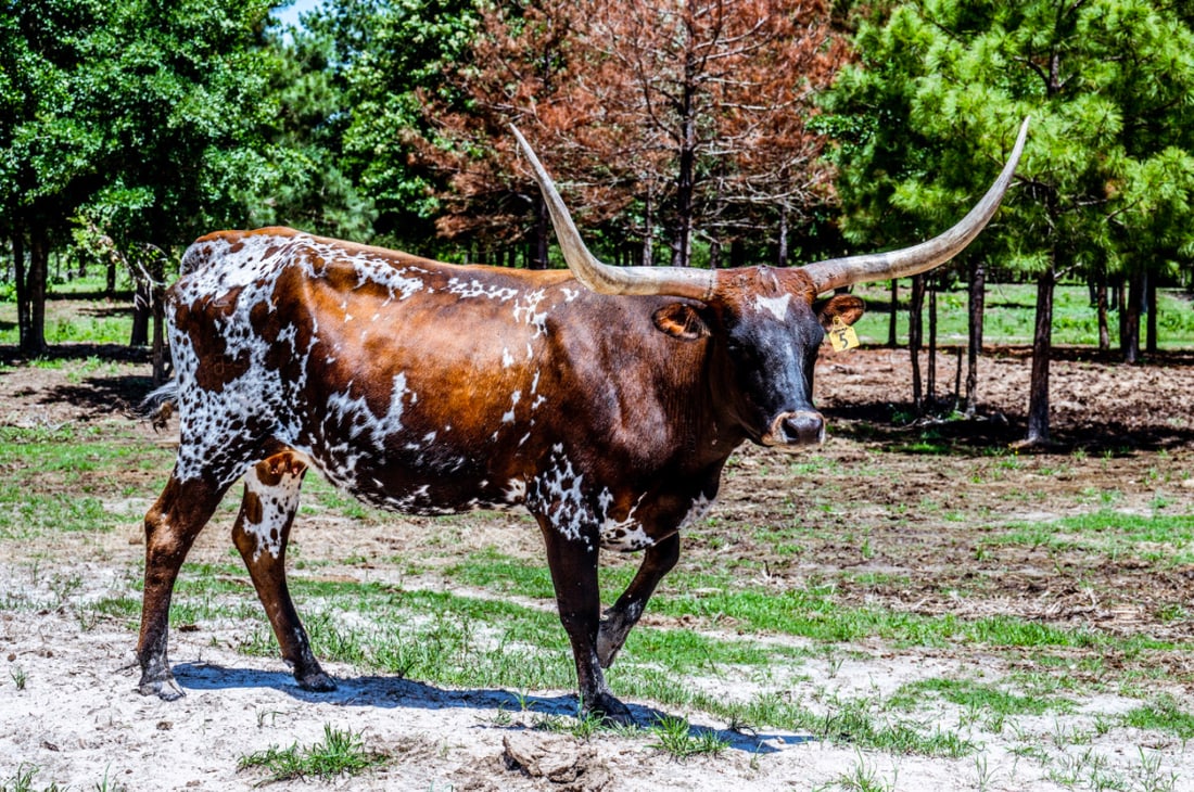 Registered Texas Longhorn Cow BWD Texas Jemima: BWD TEXAS JEMIMADL SEBASTIANSUGARPLUM 17 x DL EMP'S MISS TEXAS 27Date of Birth:6/14/2014Description:Jemima's color explodes, deep red, white and black face. She produces very flashy calves and is the 