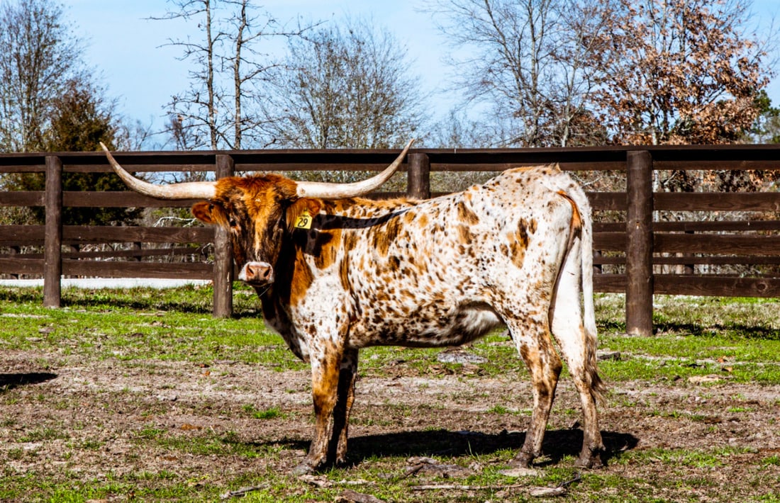 Registered Texas Longhorn Cow BWD Bedias Confetti: BWD BEDIAS CONFETTIFLYING H DUSTY STRYKER x BWD TEXAS JEMIMADate of Birth:6/18/2020Description:Young heifer BWD Bedias Confetti is a stunner. Drop-dead gorgeous tri-color beauty from Flying H Dusty St