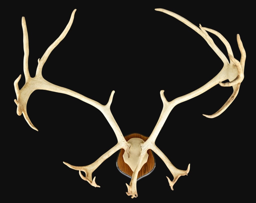 Alaskan Caribou Mount (1 of 1)