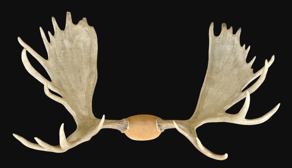 Alaskan Moose Antler Mount (1 of 1)