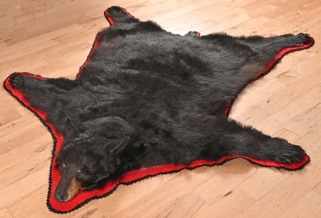 Minnesota Black Bear Taxidery Rug (1 of 10)